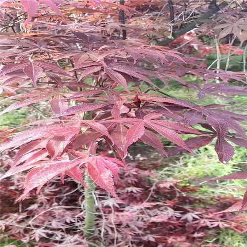 【山西日本紅楓基地批發】-