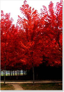 請問日本紅楓什么時(shí)候種好