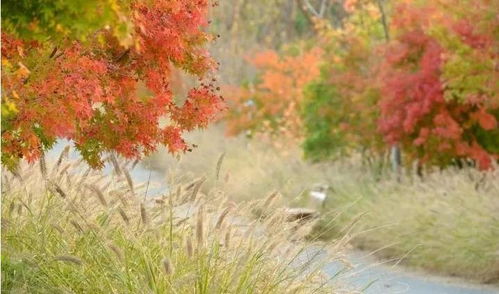 賞楓正當(dāng)時,上海這些 楓 景美到窒息,超多免費(fèi)