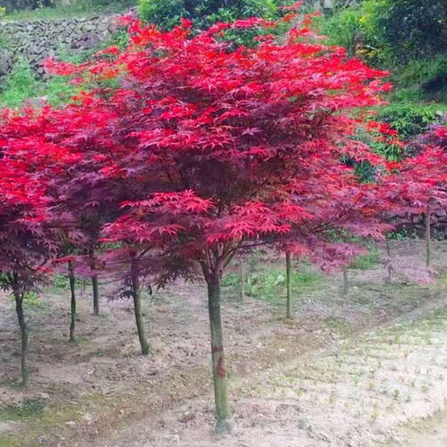 【哈爾濱日本紅楓基地批發(fā)】- 