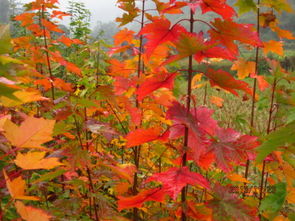 美國紅楓與日本紅楓有什么區(qū)別