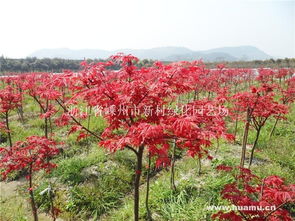 日本紅楓 浙江省嵊州市新村綠化園藝場(chǎng)