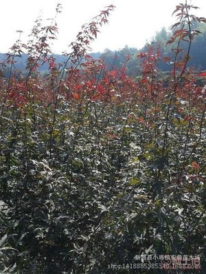 【日本紅楓小苗浙江日本紅楓苗木低價(jià)批發(fā)處理價(jià)格實(shí)惠】新昌縣小將鎮(zhèn)宏鼎苗木場(chǎng) - 產(chǎn)品庫(kù)