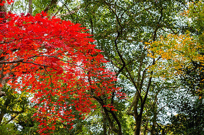 日本紅楓高清圖片免費(fèi)下載-正版圖片500864674