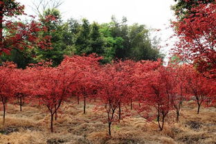 2017日本紅楓價格參考 日本紅楓市場行情預測分析