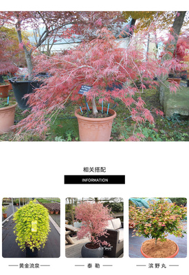 花纏楓樹 日本紅楓進(jìn)口楓樹庭院花園植物陽.