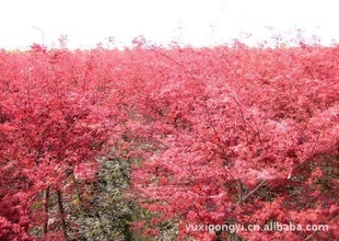 【小苗紅葉美人梅】價格、產(chǎn)品供應(yīng),小苗紅葉美人梅廠家批發(fā)列表2-1024商務(wù)網(wǎng)