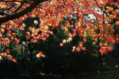湖州的秋天 滿目的紅葉