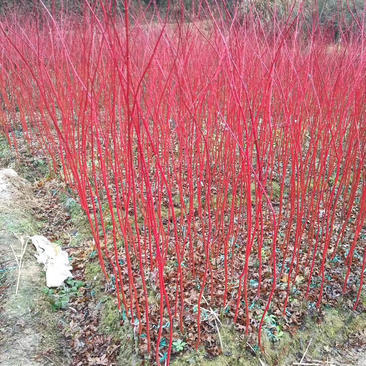 赤楓小苗紅桿子楓樹新品珊瑚閣日本紅楓樹苗