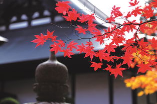 日本秋色 紅葉正當時