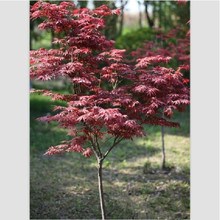 【日本紅楓】最新最全日本紅楓 產品參考信息