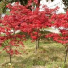 竹柳批發價格 竹柳批發批發 竹柳批發廠家 