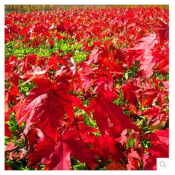 千姿秀 紅楓樹苗 行道綠化苗木 紅楓小苗 紅楓苗 工程苗日本紅楓 美國紅楓50-60厘米高 美國紅楓70-80厘米高【圖片 價格 品牌 報價】-京東