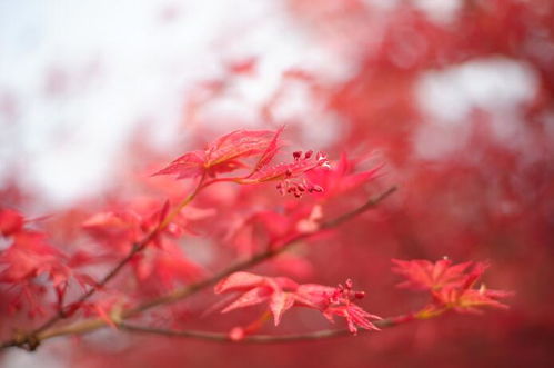 沙灣 日本紅楓 紅袖善舞翠云間