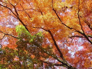 2019第一波楓葉前線來了 今年日本最美的楓葉去哪里看