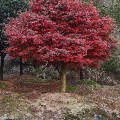 日本紅楓最新行情