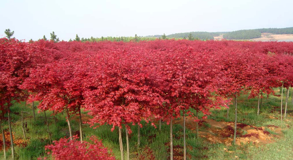 日本紅楓--主要品種(橙之夢、三季紅、紅舞姬)