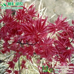 日本紅楓紅舞姬和火焰楓有什么區(qū)別 哪個顏色更紅