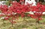 供應(yīng) 沈陽日本紅楓/日本紅楓/日本紅楓哪里好/遼寧日本紅楓圖片_高清圖_細節(jié)圖-沈陽市云廣彩葉苗木種植基地