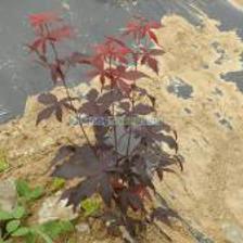 紅楓種植_紅楓種植價格_紅楓種植廠家_第1頁_世界工廠網(wǎng)