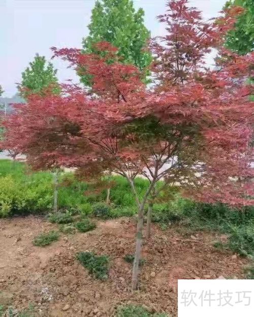 紅楓養(yǎng)護指南 如何讓紅楓健康成長