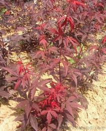 日本紅楓供應(yīng)信息-日本紅楓批發(fā)、日本紅楓價格、找日本紅楓產(chǎn)品上