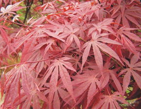 想知道日本紅楓如何養