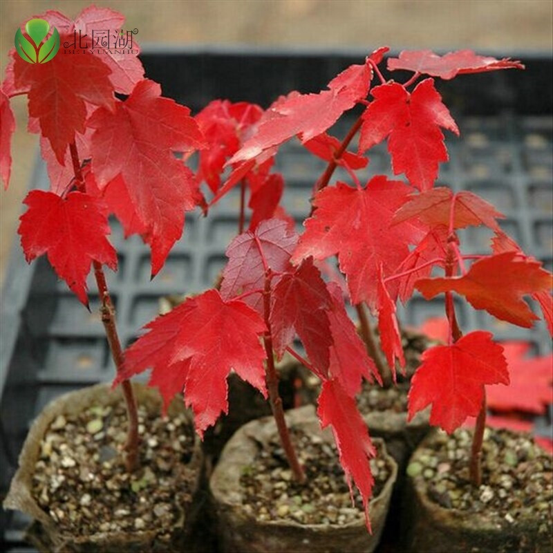 日本紅楓苗 美國紅楓苗 紅楓樹苗 紅楓盆栽日本紅楓嫁盆景黃金紅楓苗 黃金楓苗 紅楓苗 品種 美國紅楓苗 3年苗