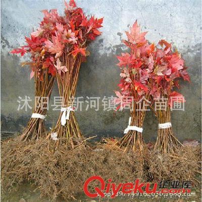 批發正宗嫁接日本紅楓苗 日本紅楓樹苗 日本紅楓三季紅小苗盆景-沭陽縣新河鎮周企苗圃提供批發正宗嫁接日本紅楓苗 日本紅楓樹苗 日本紅楓三季紅小苗盆景的相關介紹、產品、服務、圖片、價格沭陽縣新河鎮周企苗圃、灌木;綠化苗;種子;盆景;果樹苗