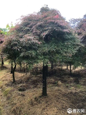 羽毛楓6-20公分,斜飄羽毛楓出售