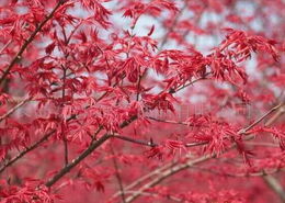 紅楓之美與長島泛洋海產(chǎn)食品的多元發(fā)展