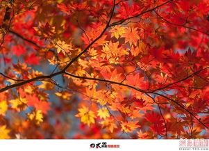 日本秋色 紅楓掩映下的絕美富士山