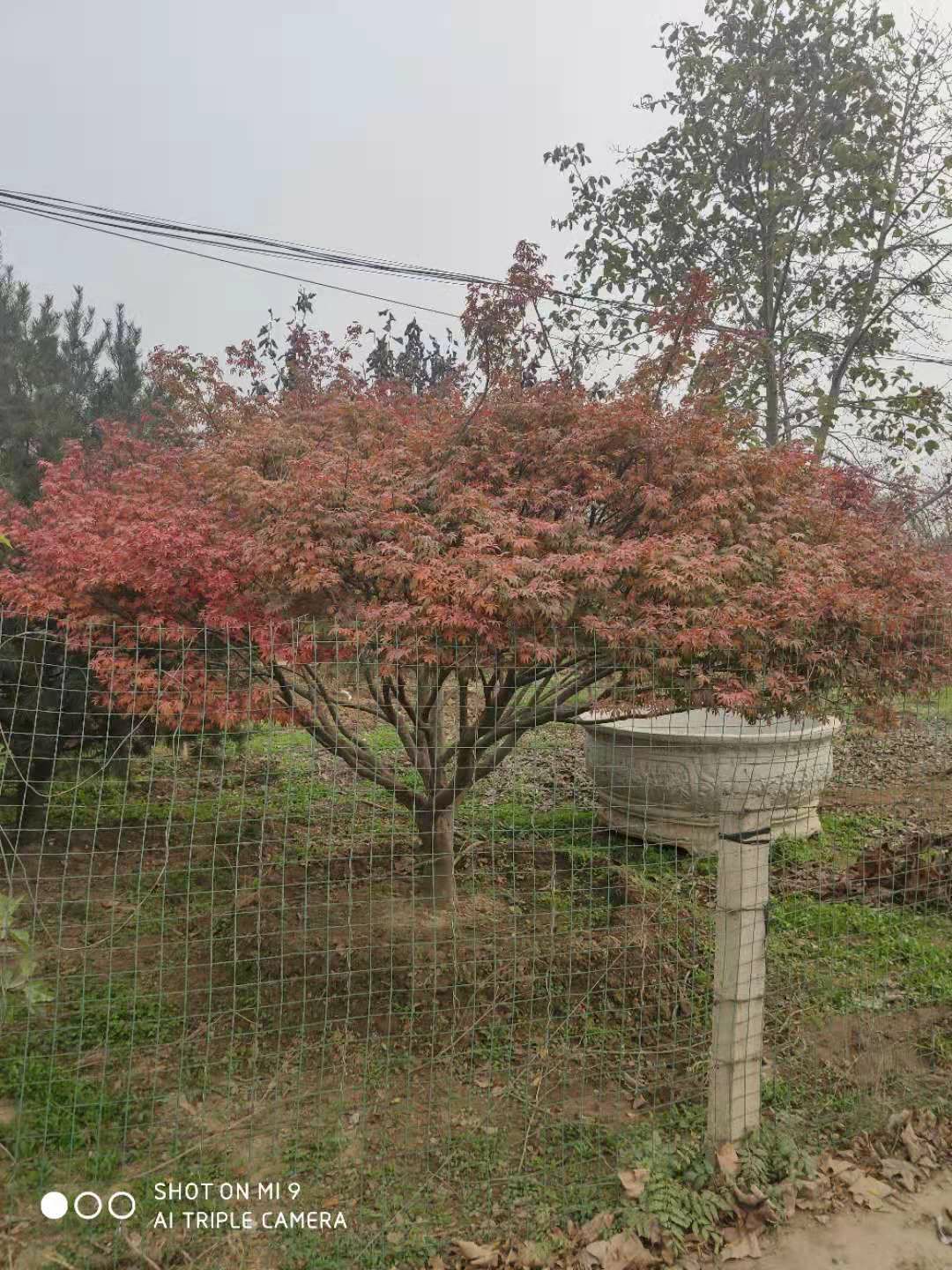 日本紅楓 精品造型、大規(guī)格與矮桿的園林藝術