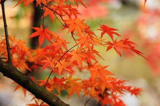 國內四大賞楓圣地 秋意濃楓葉紅，哪里的楓情更入你的眼？