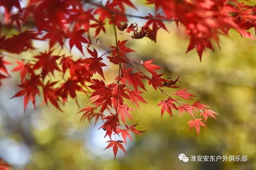 漫山紅楓染棲霞，一日盡賞金陵秋——安東戶外游江蘇11月19日南京棲霞山賞楓活動召集
