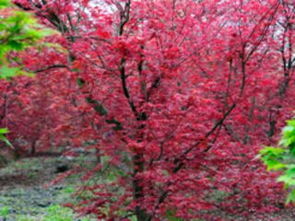 巴南五洲園 漫山紅楓染金秋，一日盡覽園林奇觀